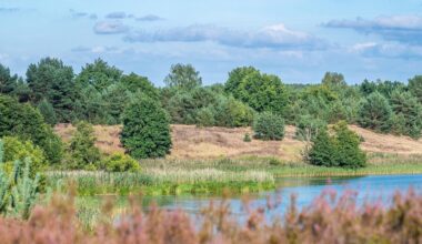 Brandenburg: Warum Truppenübungsplatze in Brandenburg für die Wildnisentwicklung wichtig sind