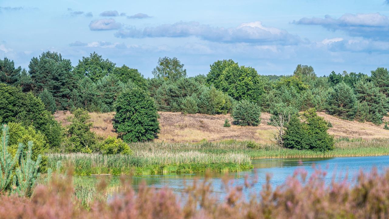 Brandenburg: Warum Truppenübungsplatze in Brandenburg für die Wildnisentwicklung wichtig sind