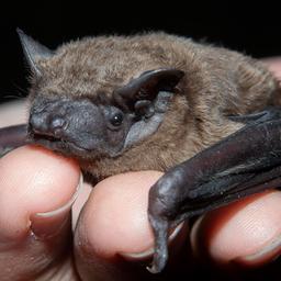 Archivbild: Großer Abendsegler (Nyctalus Abendsegler) Jungtier in menschlicher Hand, Brandenburg am 27.07.2023. (Quelle: picture alliance/imageBROKER/Dieter Mahlke)