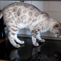 Symbolbild: Eine Katze auf einem Küchenherd am 05.11.2015. (Quelle: dpa-tmn/Silvia Marks) 