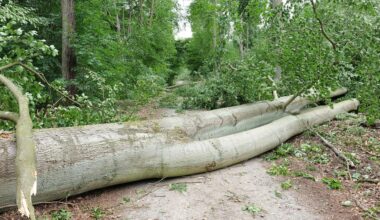 Brandenburg Berlin: Unwetter: Große Zahl an Bäumen entwurzelt - Tegeler und Spandauer Forst gesperrt