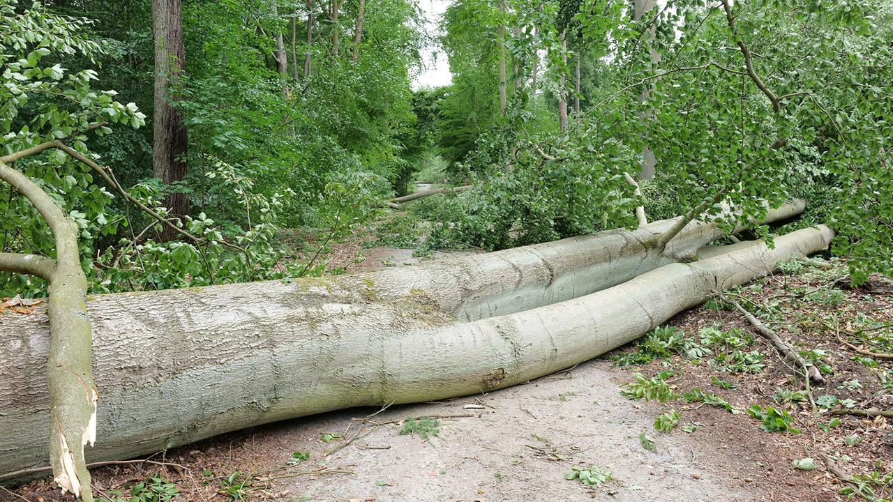 Brandenburg Berlin: Unwetter: Große Zahl an Bäumen entwurzelt - Tegeler und Spandauer Forst gesperrt
