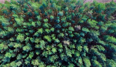 Brandenburg: Leiche von vermisster Frau aus Zossen im Wald entdeckt