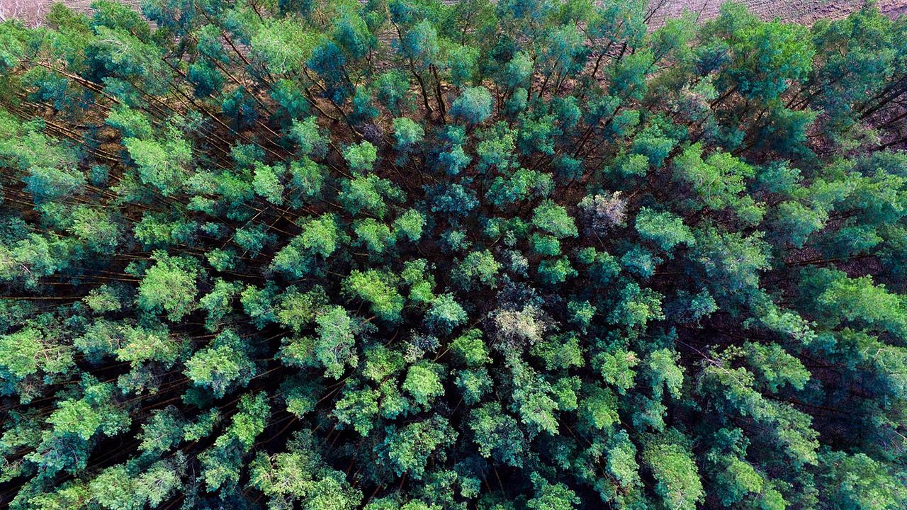 Brandenburg: Leiche von vermisster Frau aus Zossen im Wald entdeckt