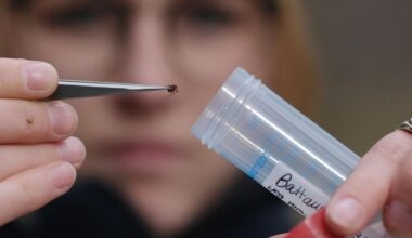 Berlin: Berlin registriert mehr Borreliose-Fälle als früher