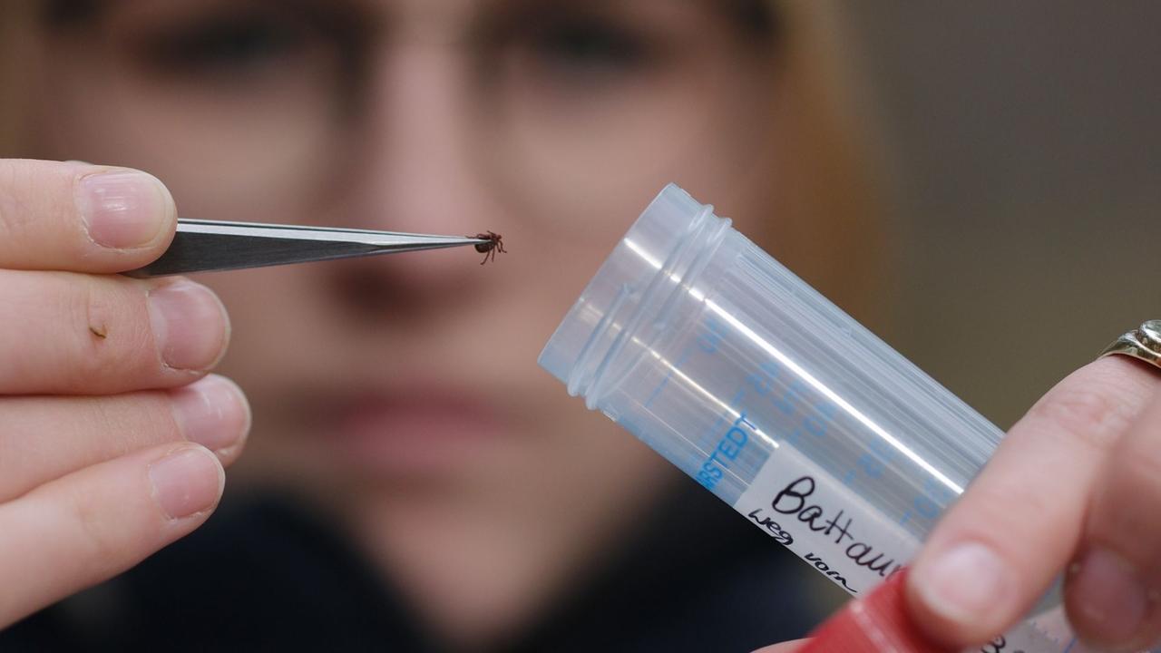 Berlin: Berlin registriert mehr Borreliose-Fälle als früher