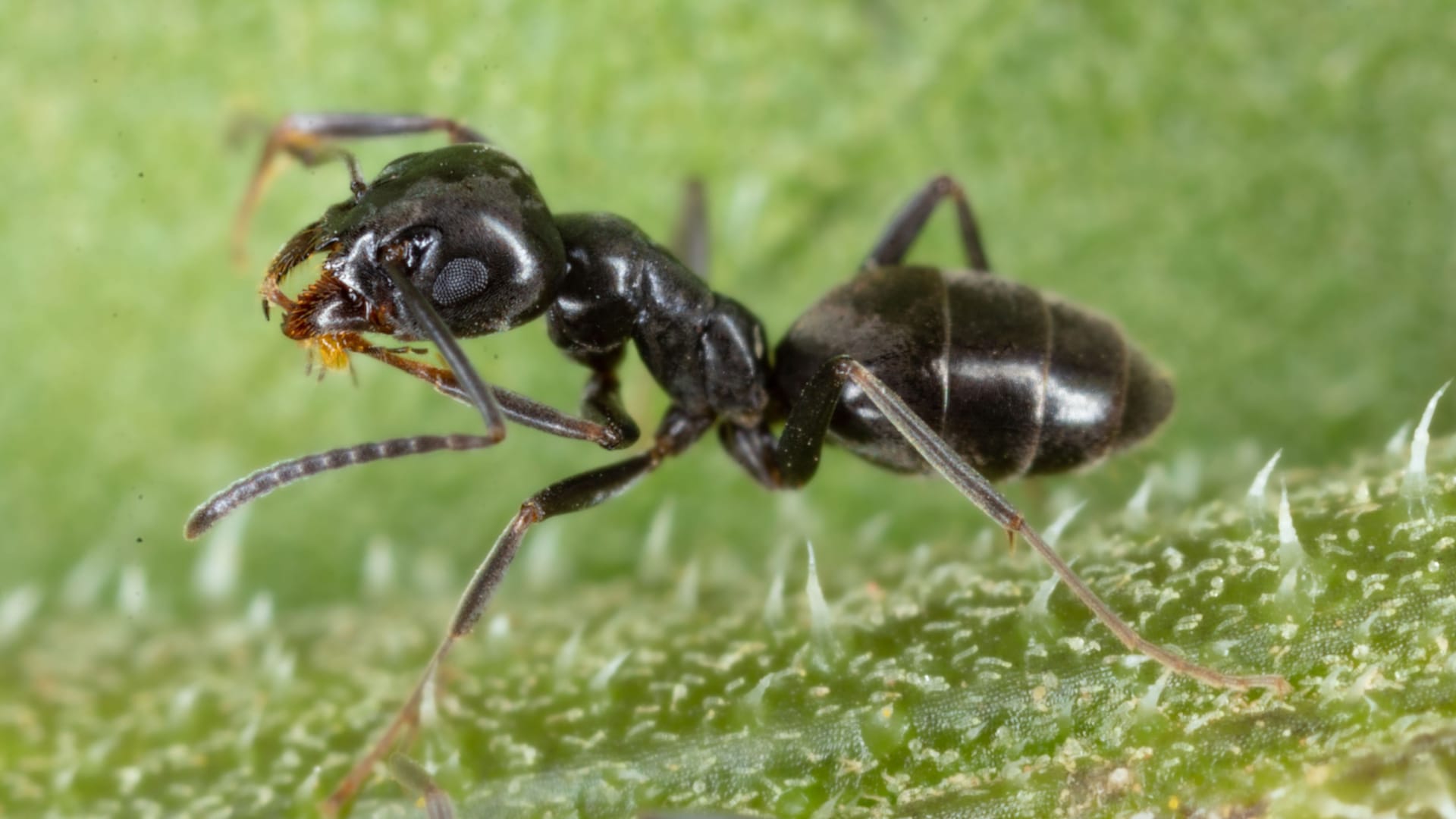 Closeup of an Tapinoma sessile ant walking on green grass