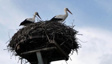 Störche in Bad Essen werfen Nachwuchs aus dem Nest