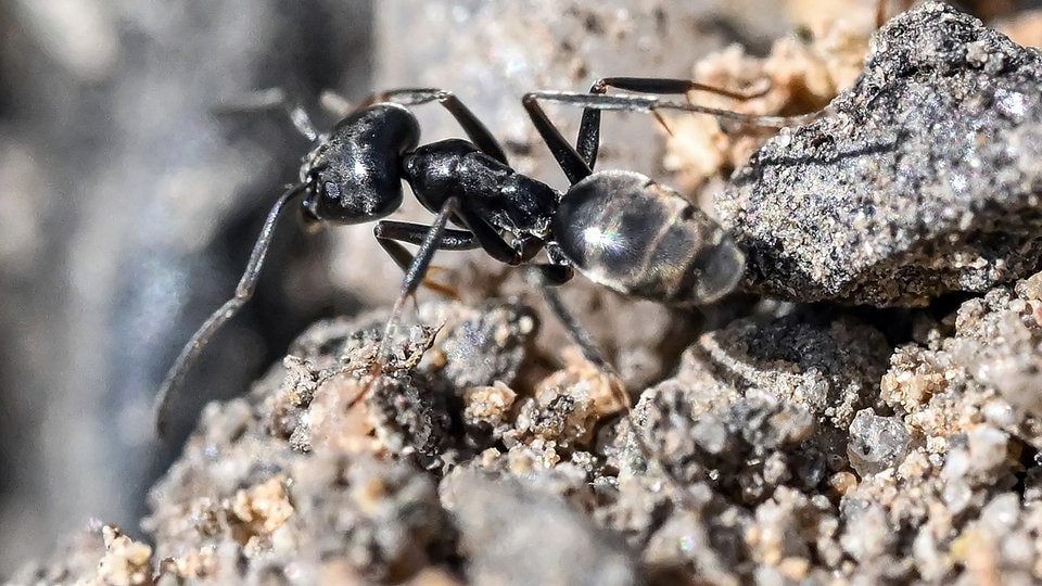 Invasive Art: Schädliche Ameisenart in Coswig und Dresden nachgewiesen