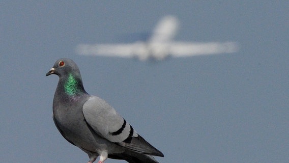 Ein Taube sitzt am Donnerstag (15.04.2010) am Flughafen in Düsseldorf, während im Hintergrund ein Flugzeug startet. Der Vulkanausbruch auf Island hat auch auf dem größten nordrhein-westfälischen Flughafen Düsseldorf International zahlreiche Ausfälle verursacht. Bisher konnten 44 Maschinen von und nach Großbritannien und Skandinavien nicht starten. Wegen der Vulkanasche wurde dort der Flugverkehr komplett lahmgelegt. © picture alliance / dpa | Julian Stratenschulte Foto: Julian Stratenschulte