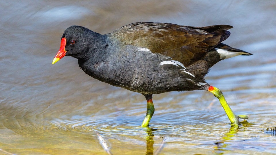 Teichhuhn in Park geklaut: Polizei ermittelt gegen Frau wegen Wilderei