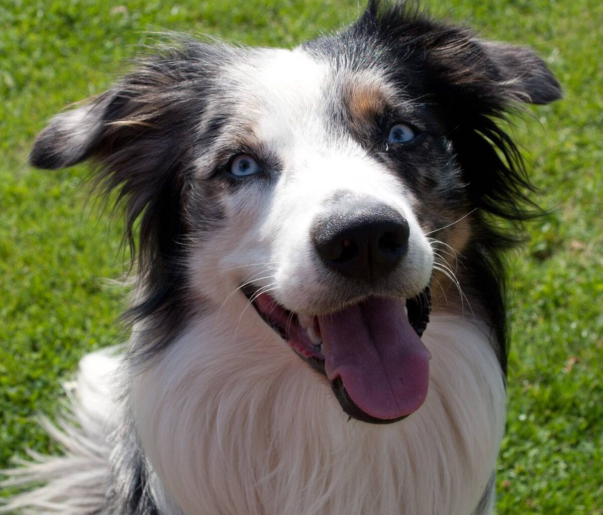 Hundesteuer bleibt in Moers und Dinslaken am teuersten
