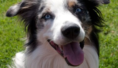 Hundesteuer bleibt in Moers und Dinslaken am teuersten