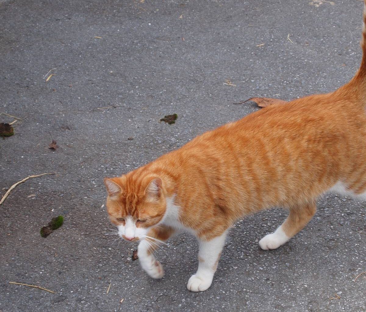 Kölner Großmarkt: Schließung bedroht streunende Katzen