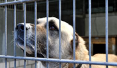 Was das Tierheim Gelsenkirchen zeigt, ist bodenlos  – "Würde mich schämen"