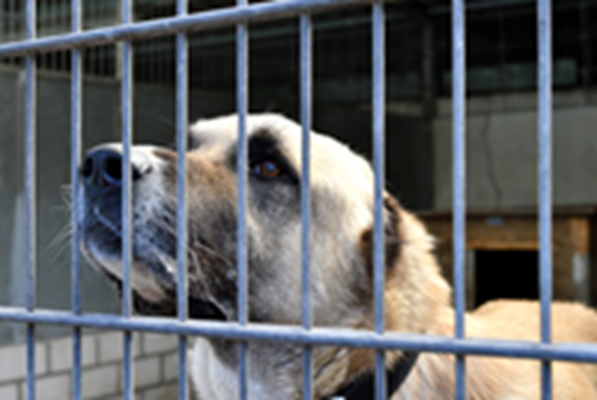 Was das Tierheim Gelsenkirchen zeigt, ist bodenlos  – "Würde mich schämen"