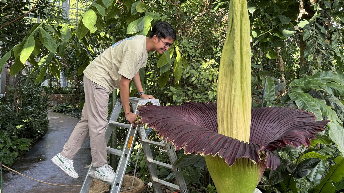 Riesige Stinkblume blüht im Botanischen Garten – nur für drei Tage