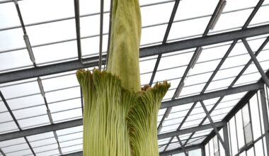 Titanenwurz im Grugapark in Essen blüht