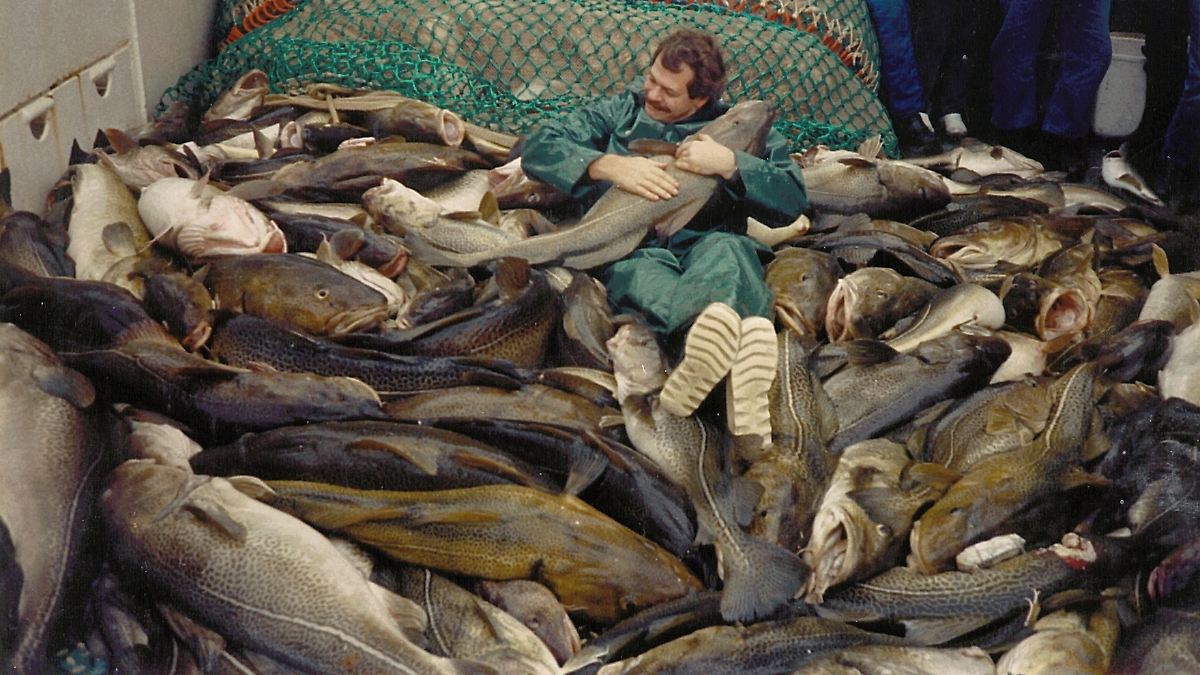 Mensch als Ursache identifiziert: Warum der Dorsch vom Giganten zu Tellergröße schrumpfte