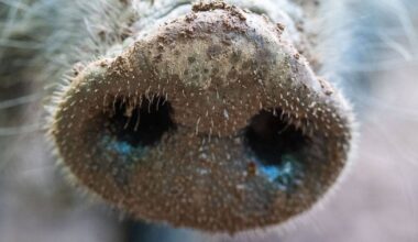 Afrikanische Schweinepest bringt Tiere in Gefahr