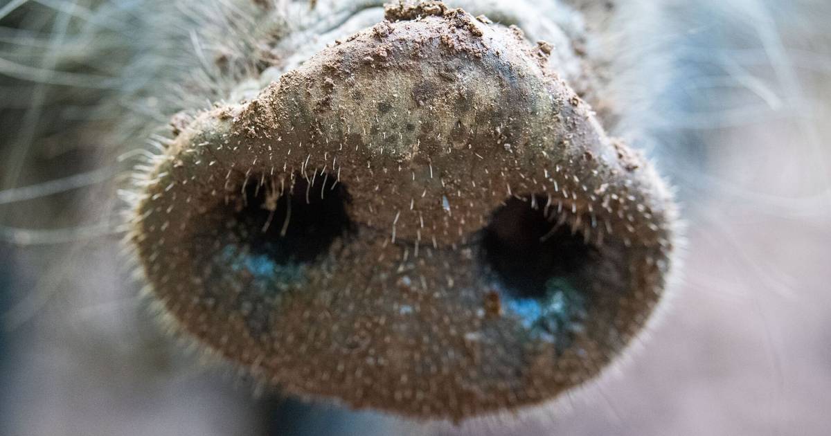 Afrikanische Schweinepest bringt Tiere in Gefahr