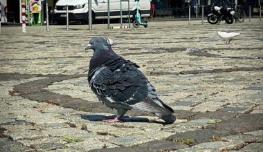 Wegen Dreck soll Population besser kontrolliert werden
