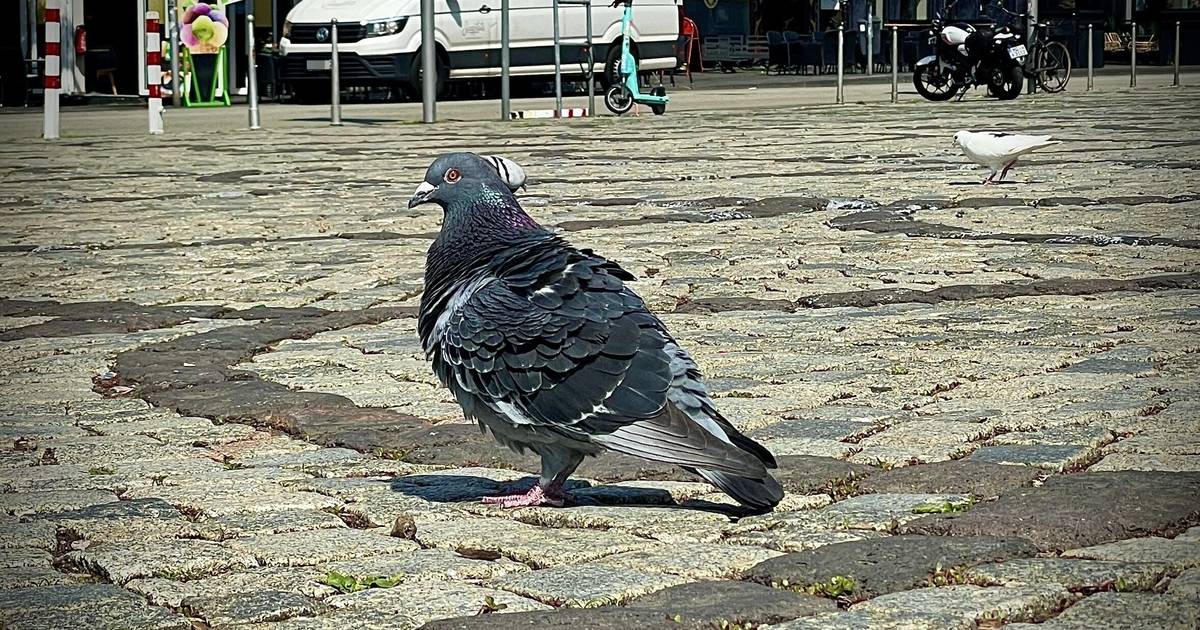 Wegen Dreck soll Population besser kontrolliert werden