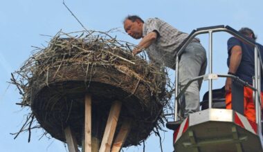 Luftige Arbeit in Viersen: Ringe für die Jungstörche