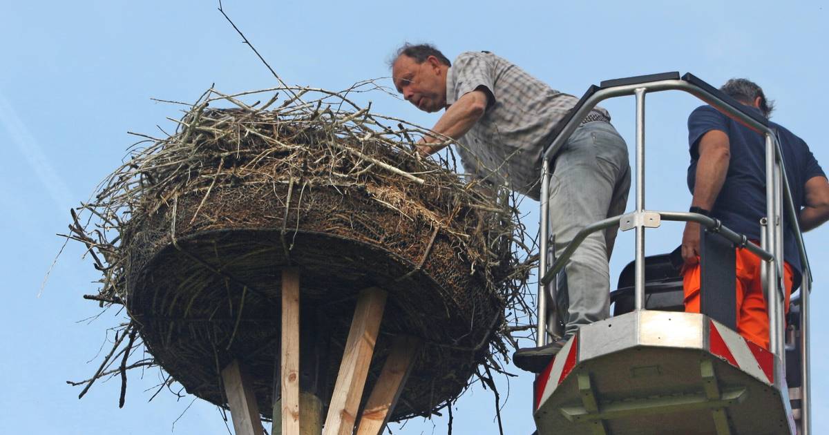 Luftige Arbeit in Viersen: Ringe für die Jungstörche