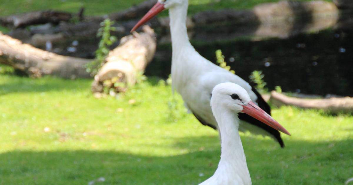 Tiergarten Mönchengladbach: Neuer Storchenzuwachs im Gehege