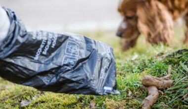 Hundekotbeutel-Pflicht in Duisburg - sonst droht Bußgeld