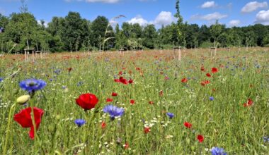 Blühende Pflanzen in neuer Streuobstwiese in Neuwerk