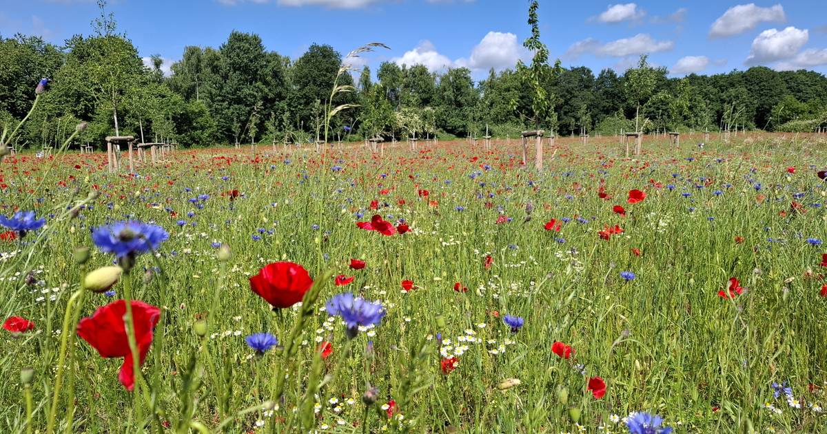 Blühende Pflanzen in neuer Streuobstwiese in Neuwerk