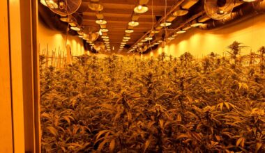 Im Gericht werden Bilder der Cannabisplantage gezeigt
