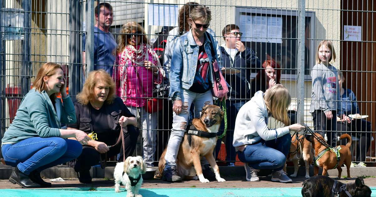 Stadt informiert über neues Tierheim in Asterlagen