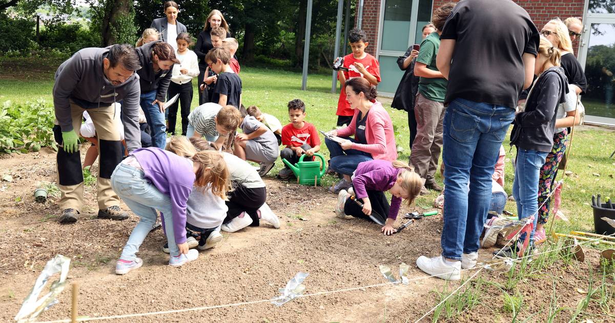 In der KGS Holt lernen die Kinder in der "Ackerdemie" wie Gemüse wächst