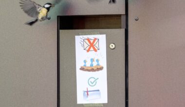 Kohlmeisen brüten wieder im gleichen Briefkasten