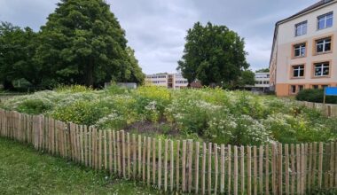 wilde Wäldchen Natur Stadt Bäume Klima Mags