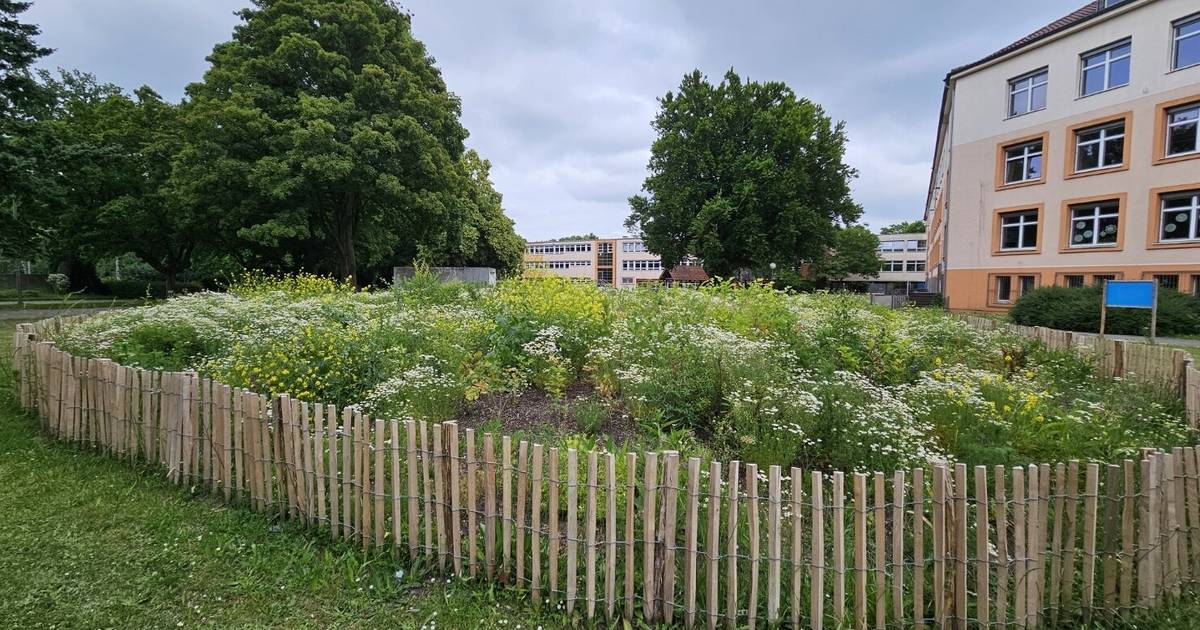 wilde Wäldchen Natur Stadt Bäume Klima Mags