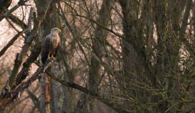 Warum die Tiere NRW als Brutplatz entdecken