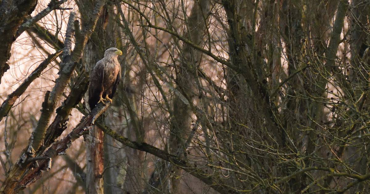 Warum die Tiere NRW als Brutplatz entdecken
