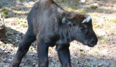 Nachwuchs bei den Mishmi-Takinen im Grünen Zoo Wuppertal