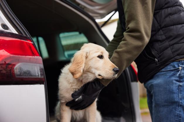 Laut des Deutschen Tierbundes ist illegaler Hundehandel noch immer ein großes Problem.