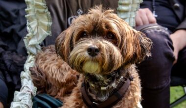 WGT in Leipzig: Mit dem Hund beim Viktorianischen Picknick