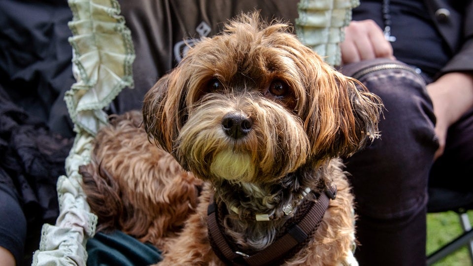 WGT in Leipzig: Mit dem Hund beim Viktorianischen Picknick