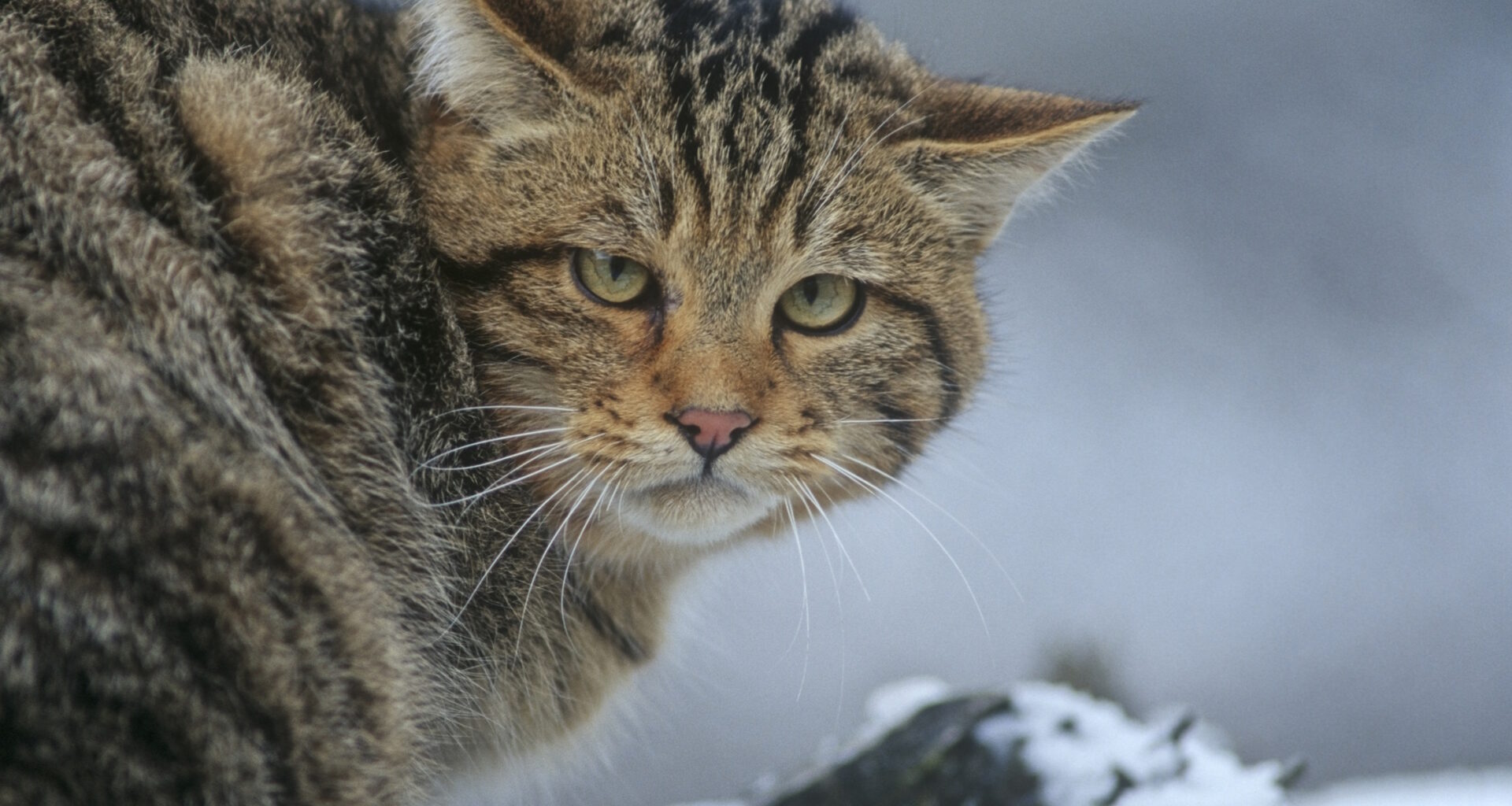 BUND Sachsen und Staatsbetrieb Sachsenforst laden zur Wildkatzenwanderung durch den Leipziger Auwald ein · Leipziger Zeitung