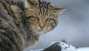 BUND Sachsen und Staatsbetrieb Sachsenforst laden zur Wildkatzenwanderung durch den Leipziger Auwald ein · Leipziger Zeitung