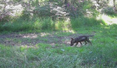 Verirrter Welpe führt zu neu entdecktem Wolfsrudel in Lossatal bei Leipzig