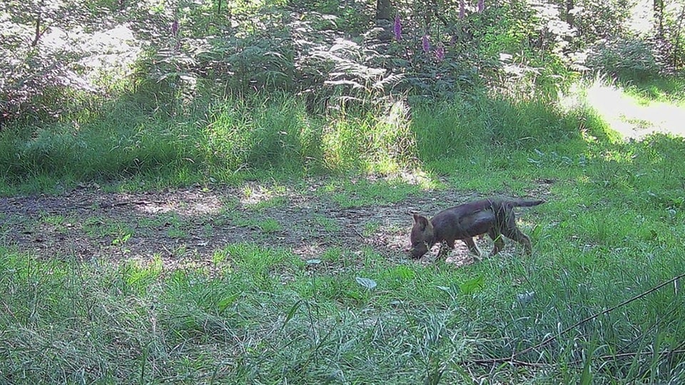 Verirrter Welpe führt zu neu entdecktem Wolfsrudel in Lossatal bei Leipzig