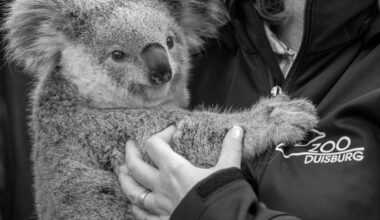 Drama im Zoo Duisburg - Besucher trauern um Liebling